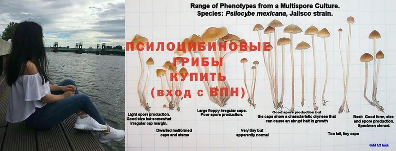 Псилоцибиновые грибы Cubensis  Трубчевск 